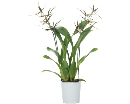 Spinnenorchidee FloraSelf Brassia Hybride 'Sherlob Tolkien' H 55-70 cm Ø 12 cm Topf 2 Rispen