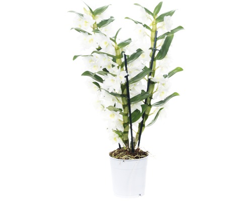 Dendrobie FloraSelf Dendrobium nobile 'Apollon' H 50-60 cm Ø 12 cm Topf 3 Rispen