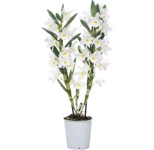 Dendrobium Nobile Zimmerpflanze im Topf
