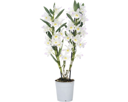 Dendrobie FloraSelf Dendrobium nobile 'Kumiko' H 50-65 cm Ø 12 cm Topf 2 Rispen