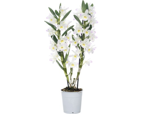 Dendrobie FloraSelf Dendrobium nobile 'Kumiko' H 50-65 cm Ø 12 cm Topf 2 Rispen Dendrobium Nobile Zimmerpflanze im Topf