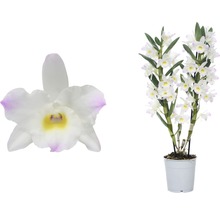 Dendrobium Nobile Zimmerpflanze mit weißen Blüten in einem Topf