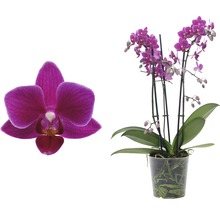 Phalaenopsis Zimmerpflanze mit Blüte im Topf