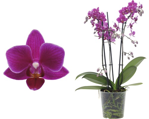 Phalaenopsis Zimmerpflanze mit Blüte im Topf