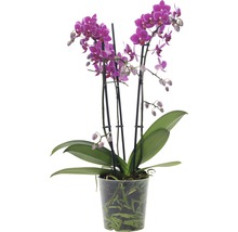 Orchidee in einem durchsichtigen Topf mit violetten Blüten