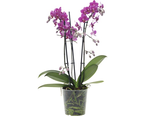 Schmetterlingsorchidee FloraSelf Phalaenopsis multiflora 'Little Purple' H 38-45 cm Ø 12 cm Topf 3 Rispen