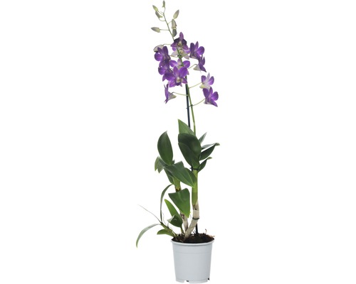 Dendrobie FloraSelf Dendrobium sanook 'Blue Happiness' H 55-70 cm Ø 11 cm Topf 1 Rispe
