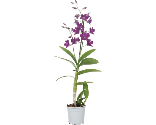 Dendrobie FloraSelf Dendrobium sanook 'Purple Happiness' H 55-70 cm Ø 11 cm Topf 1 Rispe