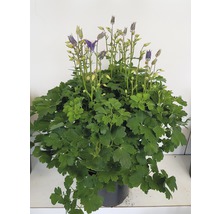 Gefüllte Akelei im Topf mit Blüten und Blättern