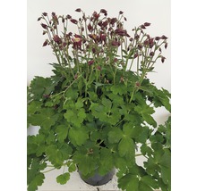 Gefüllte Akelei im Topf