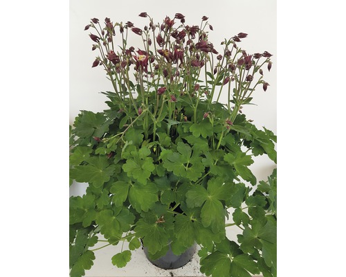 Gefüllte Akelei im Topf