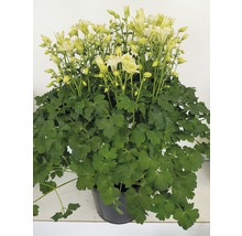 Akelei-Pflanze mit hellen Blüten im Topf