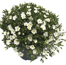 Blütenmeer mit weißen Blüten im Topf