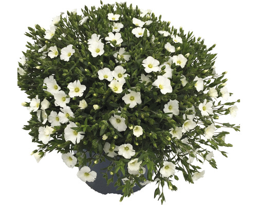 Blütenmeer mit weißen Blüten im Topf