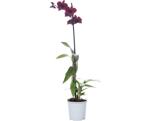 Dendrobie FloraSelf Dendrobium sanook 'Thailand Black' H 55-70 cm Ø 11 cm Topf 1 Rispe