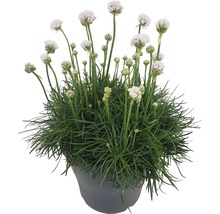 Grasnelke in einem Topf