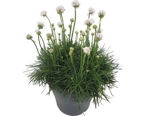 Grasnelke in einem Topf