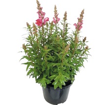 Löwenmäulchen in einem Topf