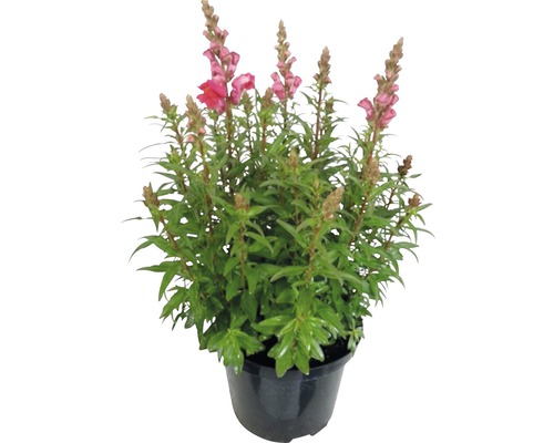 Löwenmäulchen in einem Topf