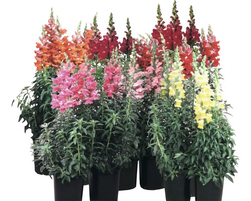 Verschiedenfarbige Löwenmäuler in Töpfen.