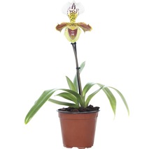 Frauenschuh-Orchidee in einem Topf
