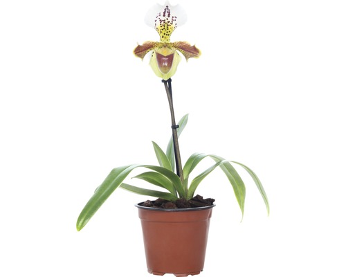 Venusschuh FloraSelf Paphiopedilum Hybride 'USA' H 35-45 cm Ø 12 cm Topf 1 Rispe Frauenschuh-Orchidee in einem Topf