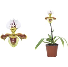 Frauenschuh-Orchidee im Topf mit Blütenporträt