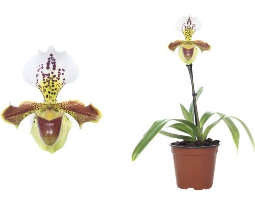 Frauenschuh-Orchidee im Topf mit Blütenporträt