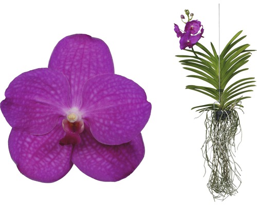 Lila Vanda Orchidee mit grünen Blättern