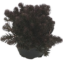 Im Topf gepflanzte Purpur-Fetthenne