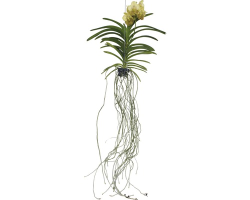 Vanda FloraSelf Vanda coerulea 'Yellow Passion' H 60-70 cm 1 Rispe