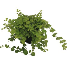 Drahtwein in einem Topf