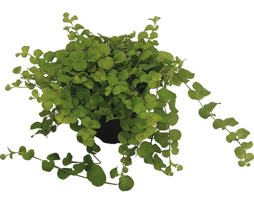 Drahtwein in einem Topf