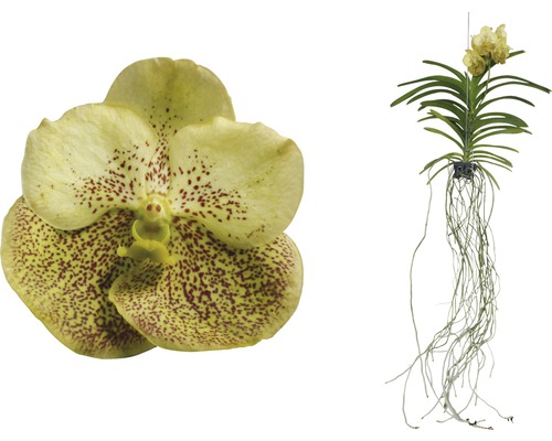 Gelbe Vanda-Orchidee mit Wurzeln zum Aufhängen