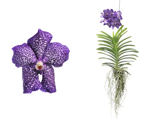 Vanda Orchidee mit Blüte und Aufhänger