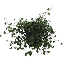 Mühlenbeckia Pflanze im Topf