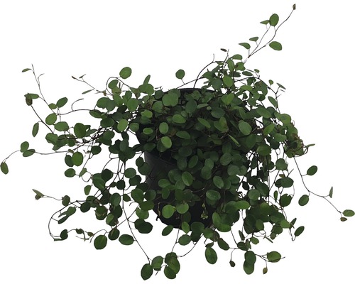 Mühlenbeckia Pflanze im Topf