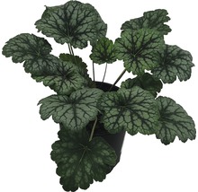 Heuchera Pflanze im Topf