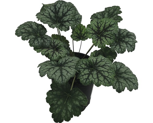 Heuchera Pflanze im Topf