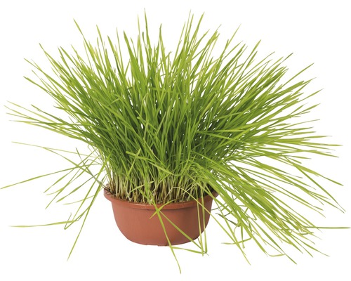 Weichweizen, Saat-Weizen, Katzengras PetSnack FloraSelf Triticum aestivum H 25-30 cm Schale