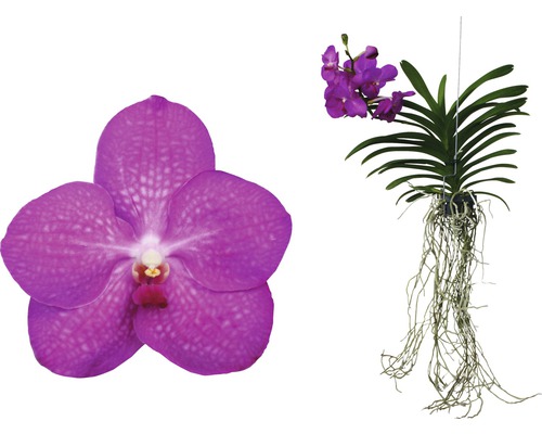 Vanda Orchidee mit Blüte und hängender Pflanze