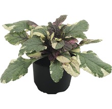 Buntlaubiger Kriechender Günsel im Topf