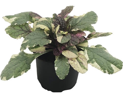 Buntlaubiger Kriechender Günsel im Topf