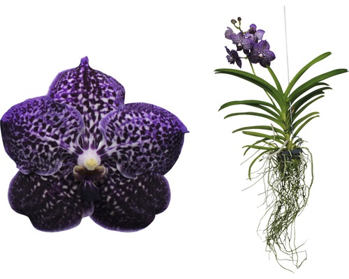 Vanda Orchidee mit Blättern und Wurzeln
