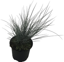 Blaues Zittergras im Topf