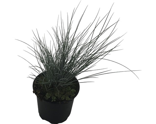 Blaues Zittergras im Topf