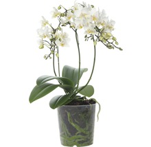 Schmetterlingsorchidee FloraSelf Phalaenopsis multiflora 'Soft Cloud' H 45-55 cm Ø 12 cm Topf 4 Rispen