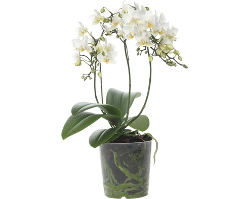 Schmetterlingsorchidee FloraSelf Phalaenopsis multiflora 'Soft Cloud' H 45-55 cm Ø 12 cm Topf 4 Rispen