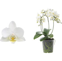 Schmetterlingsorchidee FloraSelf Phalaenopsis multiflora 'Soft Cloud' H 45-55 cm Ø 12 cm Topf 4 Rispen