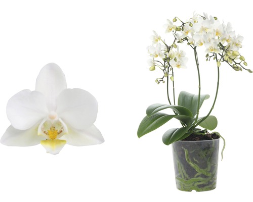 Weiße Mini-Orchidee im Topf mit einzelner Blüte